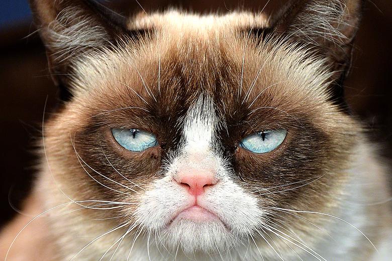 Grumpy Cat, The Face Of Countless Memes Has Passed Away Were Going To Miss  Her CattyNess